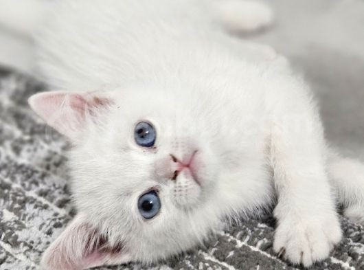 Aile Sıcaklığnda Büyüyen  Scottish Fold British Yvrlr görsel