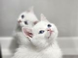 Aile Sıcaklığnda Büyüyen  Scottish Fold British Yvrlr