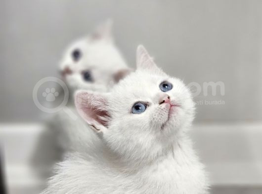 Aile Sıcaklığnda Büyüyen  Scottish Fold British Yvrlr görsel