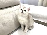 Bri̇ti̇sh Shorthai̇r Yavrulari Vonalp Pet Garanti̇si̇yle