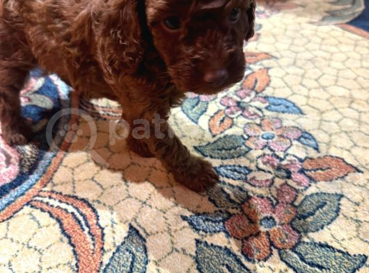 Ev Ortamindan Toy Poodle görsel