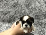 Kendi̇ Shih Tzu Yavrularimizi Yeni̇ Yuvalariyla Buluşturuyoruz