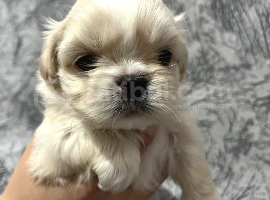 Kendi̇ Shih Tzu Yavrularimizi Yeni̇ Yuvalariyla Buluşturuyoruz