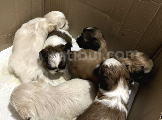 Kendi̇ Shih Tzu Yavrularimizi Yeni̇ Yuvalariyla Buluşturuyoruz görsel