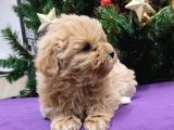 Kore Kan Mini Maltipoo Bebeklerimiz