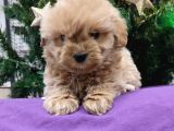 Kore Kan Mini Maltipoo Bebeklerimiz