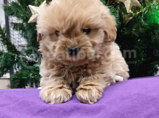 Kore Kan Mini Maltipoo Bebeklerimiz görsel