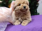 Kore Kan Mini Maltipoo Bebeklerimiz