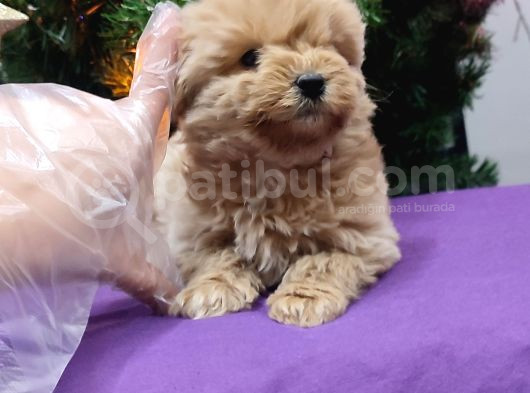 Kore Kan Mini Maltipoo Bebeklerimiz görsel