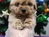 Kore Kan Mini Maltipoo Bebeklerimiz