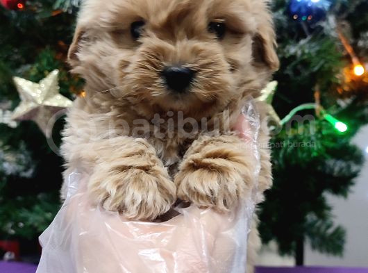 Kore Kan Mini Maltipoo Bebeklerimiz görsel