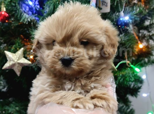 Kore Kan Mini Maltipoo Bebeklerimiz