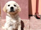 Baby face golden bebekler
