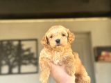 Di̇zayn Irk Malti̇poo Bebekler