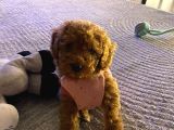 yavru Toy Poodle