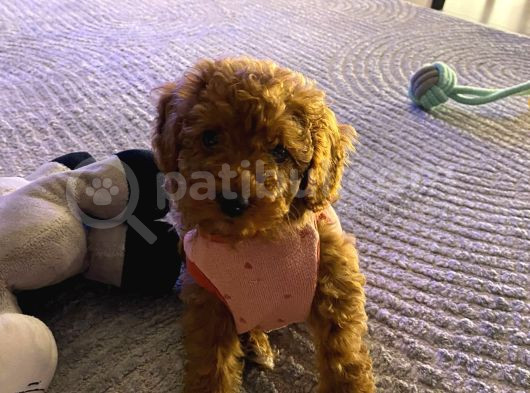 Yavru Toy Poodle