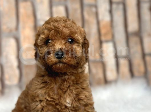 Gerçek Kali̇te Orji̇nal Toy Poodle Yavrular görsel