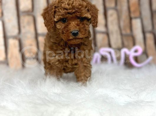 Gerçek Kali̇te Orji̇nal Toy Poodle Yavrular görsel