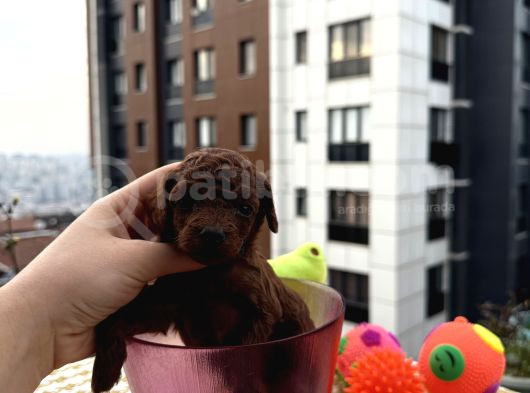 Kore Teacup Bebekler görsel
