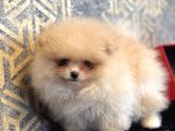 Teacup Ayi Surat Pomeranian Boo Oğlumu