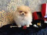 Teacup Ayi Surat Pomeranian Boo Oğlumu