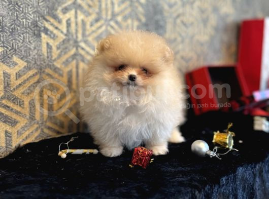 Teacup Ayi Surat Pomeranian Boo Oğlumu görsel