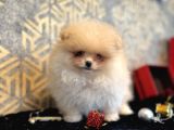 Teacup Ayi Surat Pomeranian Boo Oğlumu