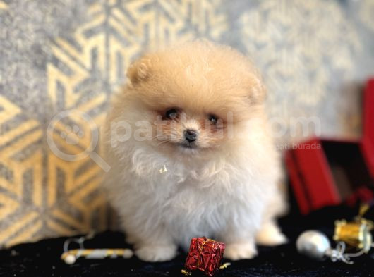Teacup Ayi Surat Pomeranian Boo Oğlumu görsel