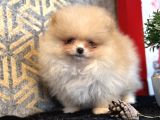Teacup Ayi Surat Pomeranian Boo Oğlumu