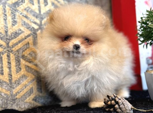 Teacup Ayi Surat Pomeranian Boo Oğlumu görsel