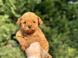 aŞILI A KALİTE TOY POODLE YAVRULAR