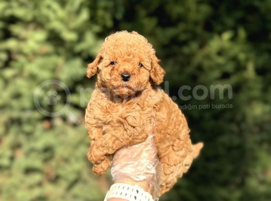 Bebek Suratli Toy Poodle Yavrumuz görsel