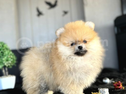 Boo Pomerani̇an Ayicik Surat Yavrumuz