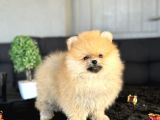Boo Pomerani̇an Ayicik Surat Yavrumuz