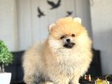 Boo Pomerani̇an Ayicik Surat Yavrumuz