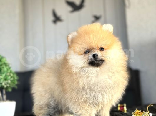 Boo Pomerani̇an Ayicik Surat Yavrumuz görsel