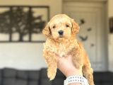 Di̇zayn Irk Orji̇nal Malti̇poo Bebekler