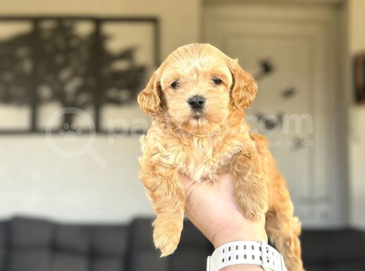 Di̇zayn Irk Orji̇nal Malti̇poo Bebekler görsel
