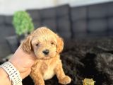 Di̇zayn Irk Orji̇nal Malti̇poo Bebekler