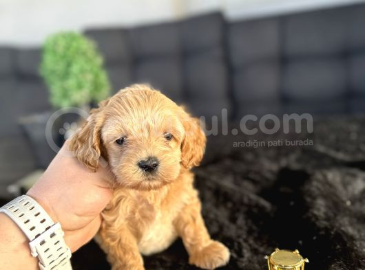 Di̇zayn Irk Orji̇nal Malti̇poo Bebekler görsel