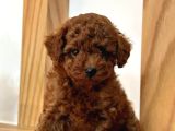 Tooy Poodle Cinsi Kıpkırmızı Red Mini Boy