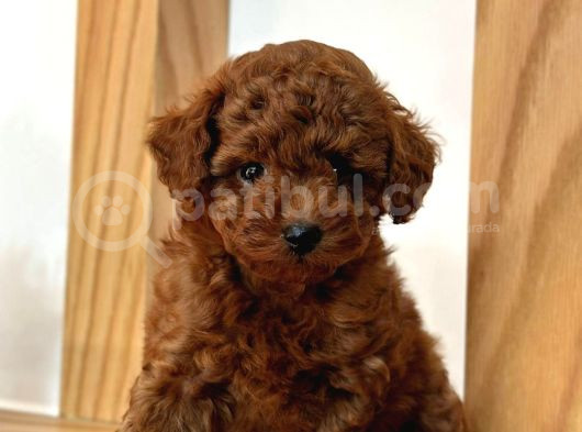 Tooy Poodle Cinsi Kıpkırmızı Red Mini Boy görsel