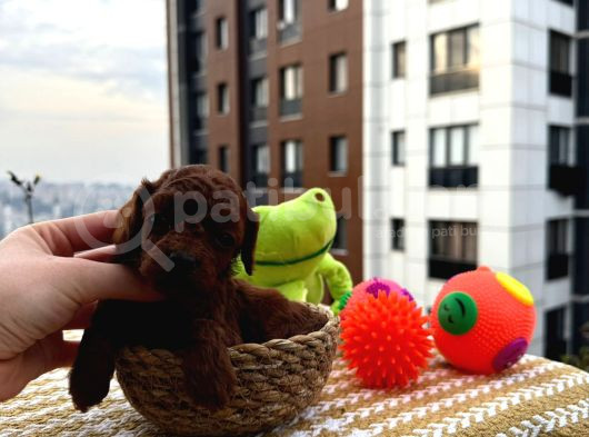 Oyuncak Delisi Erkek Dark Brown görsel