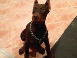 Duruşuyla Ateş Eden Esteti̇kli̇ Kizil Doberman Yavrular