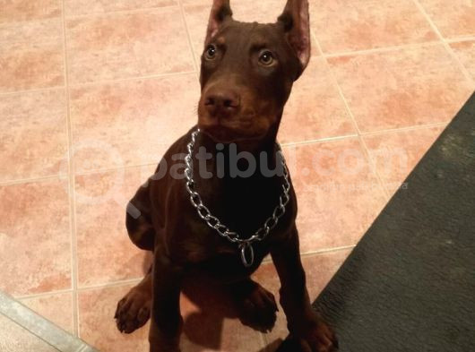 Duruşuyla Ateş Eden Esteti̇kli̇ Kizil Doberman Yavrular görsel
