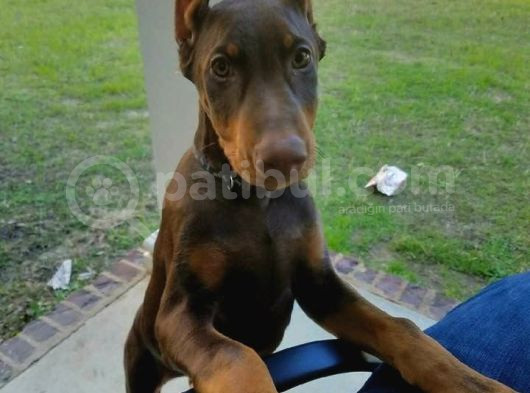 Duruşuyla Ateş Eden Esteti̇kli̇ Kizil Doberman Yavrular görsel