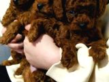ÇOK  ÖZEL RED BROWN TOY POODLE YAVRULARIMIZ