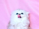 Beyaz Yumak Scottish Fold Longhair