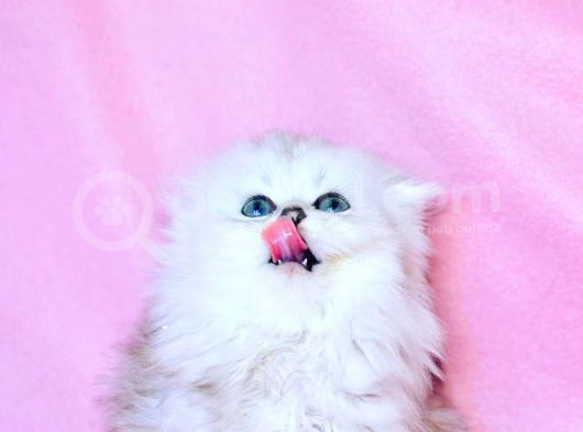 Beyaz Yumak Scottish Fold Longhair görsel