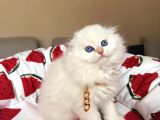 Scottish Fold Longhair Silver Point
